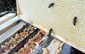 Acheter de la cire d’abeille blanche : une fausse bonne idée !
