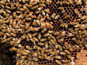 Combien d’abeilles y a-t-il dans une ruche ?