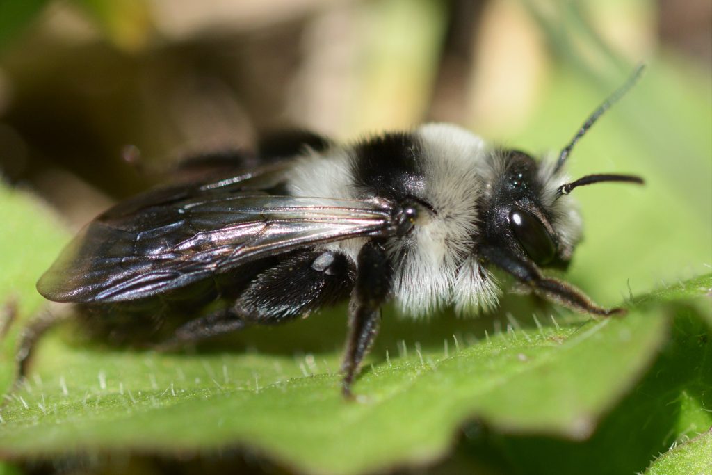 abeille des sables