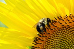 A la découverte de l’abeille des sables, une abeille noire et blanche peu commune !