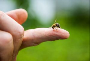 Tout savoir sur les réactions allergiques aux piqûres d’abeille