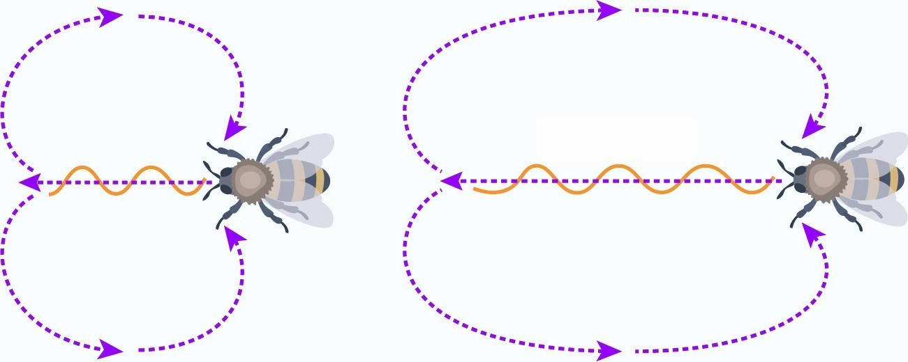 La Danse Des Abeilles Karl Von Frisch