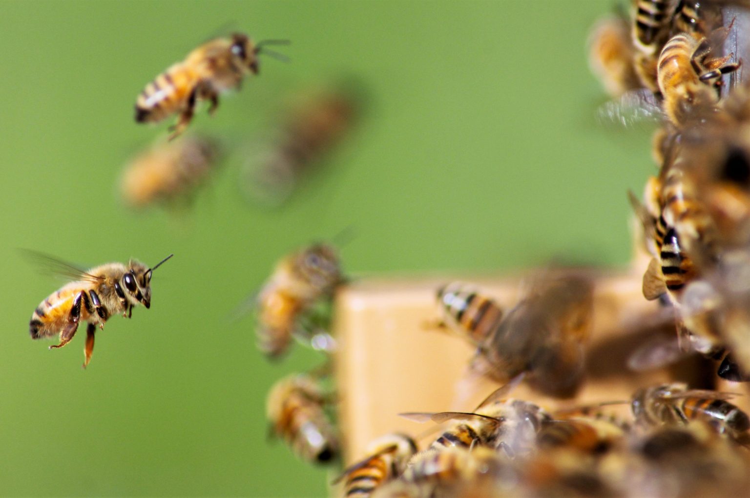 La Danse Des Abeilles Karl Von Frisch