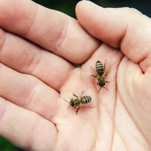 que faire quand on se fait piquer par une abeille