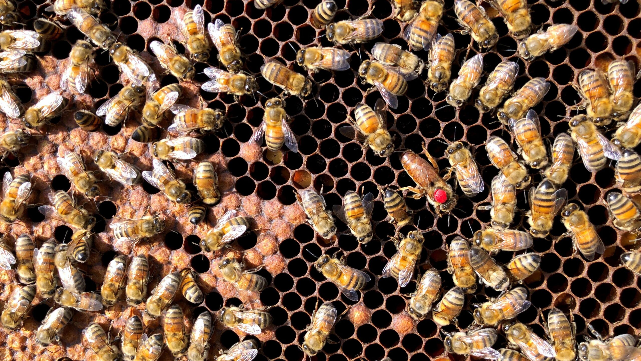 abeille reine taille