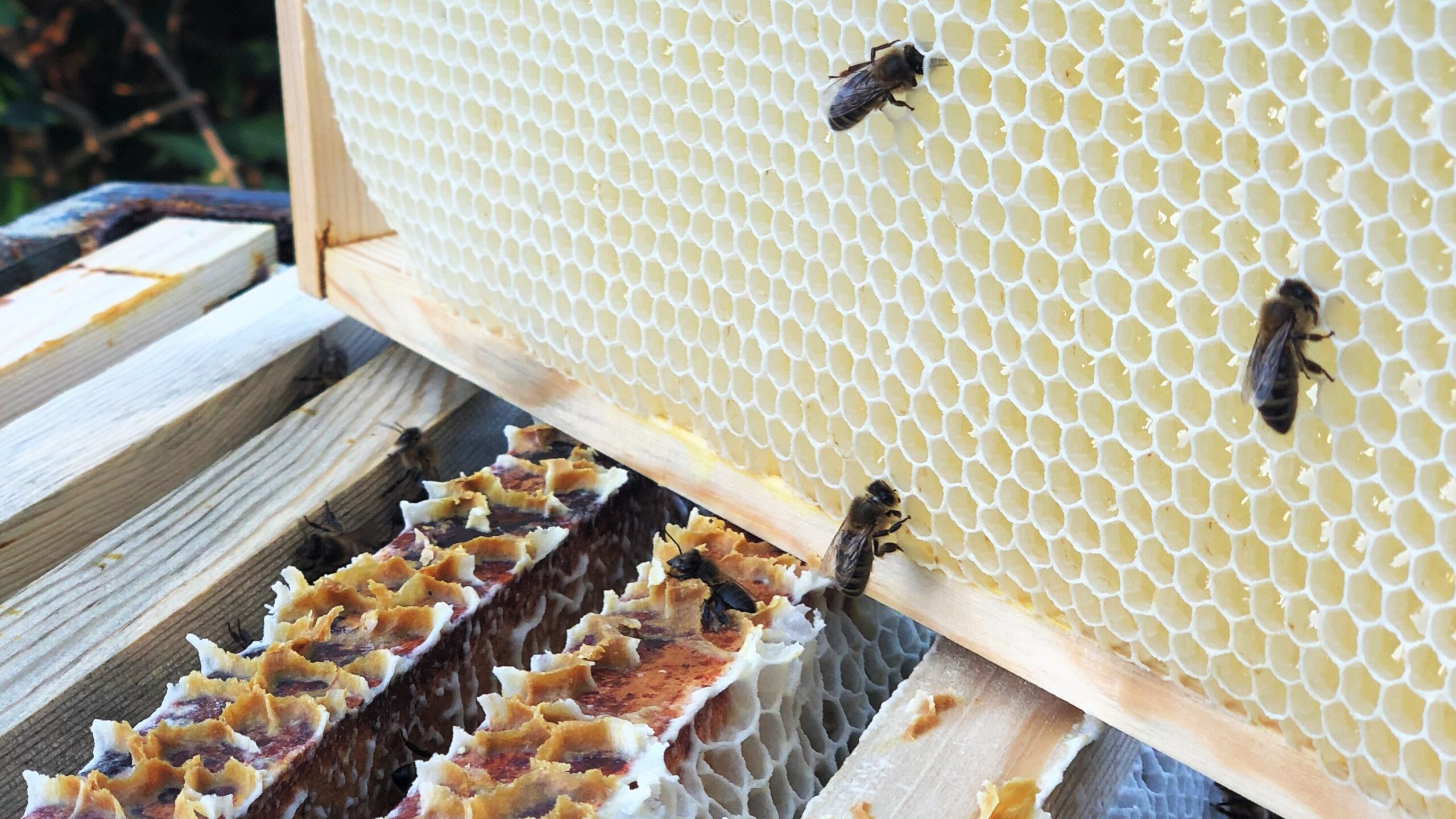 cire d'abeille blanche