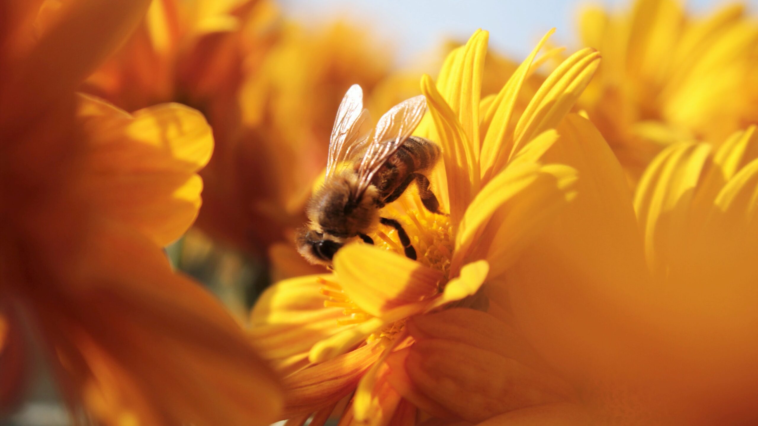 guepe et abeille difference