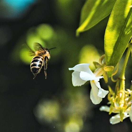 venin d'abeille arthrose
