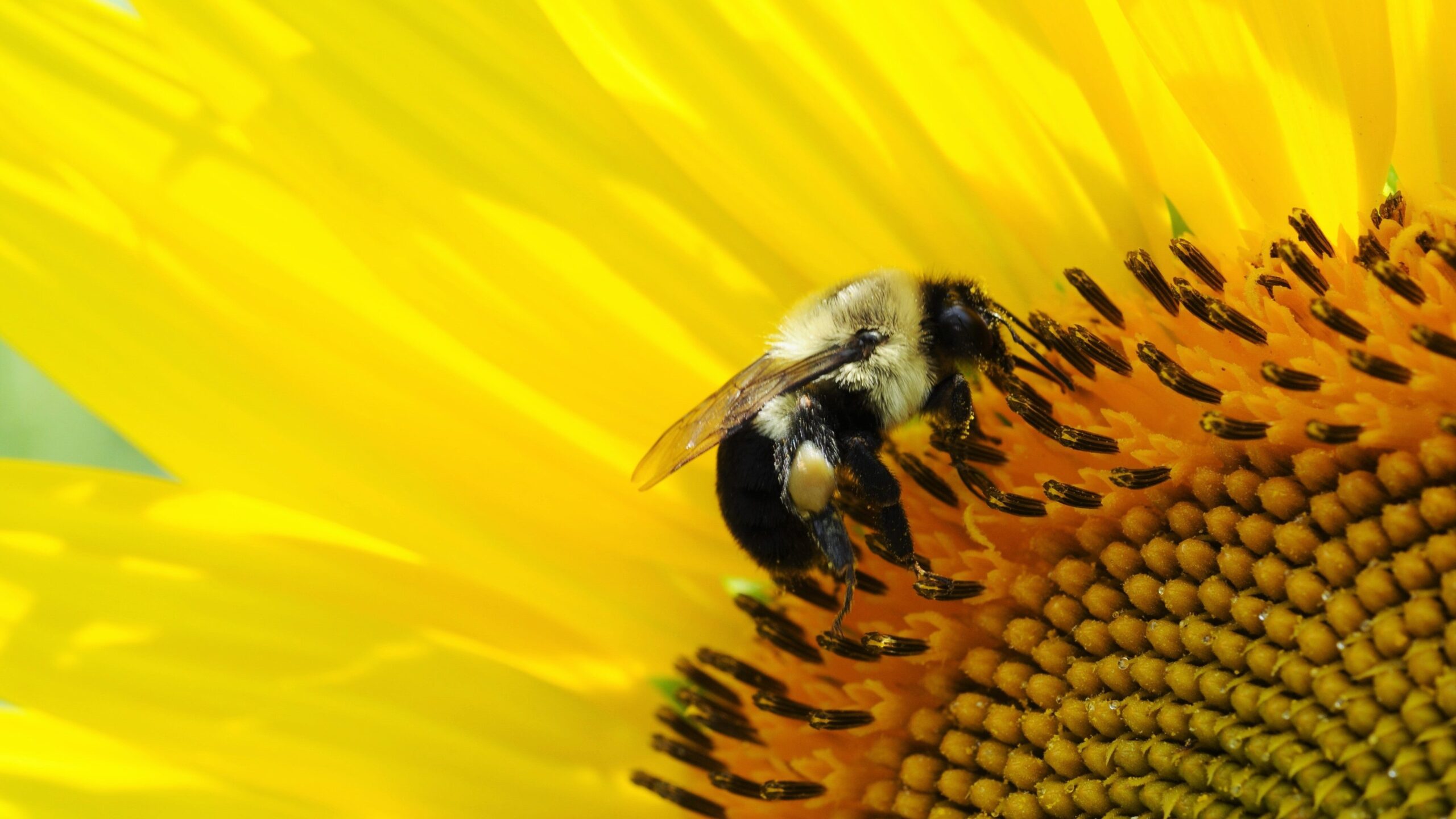 abeille noire et blanche