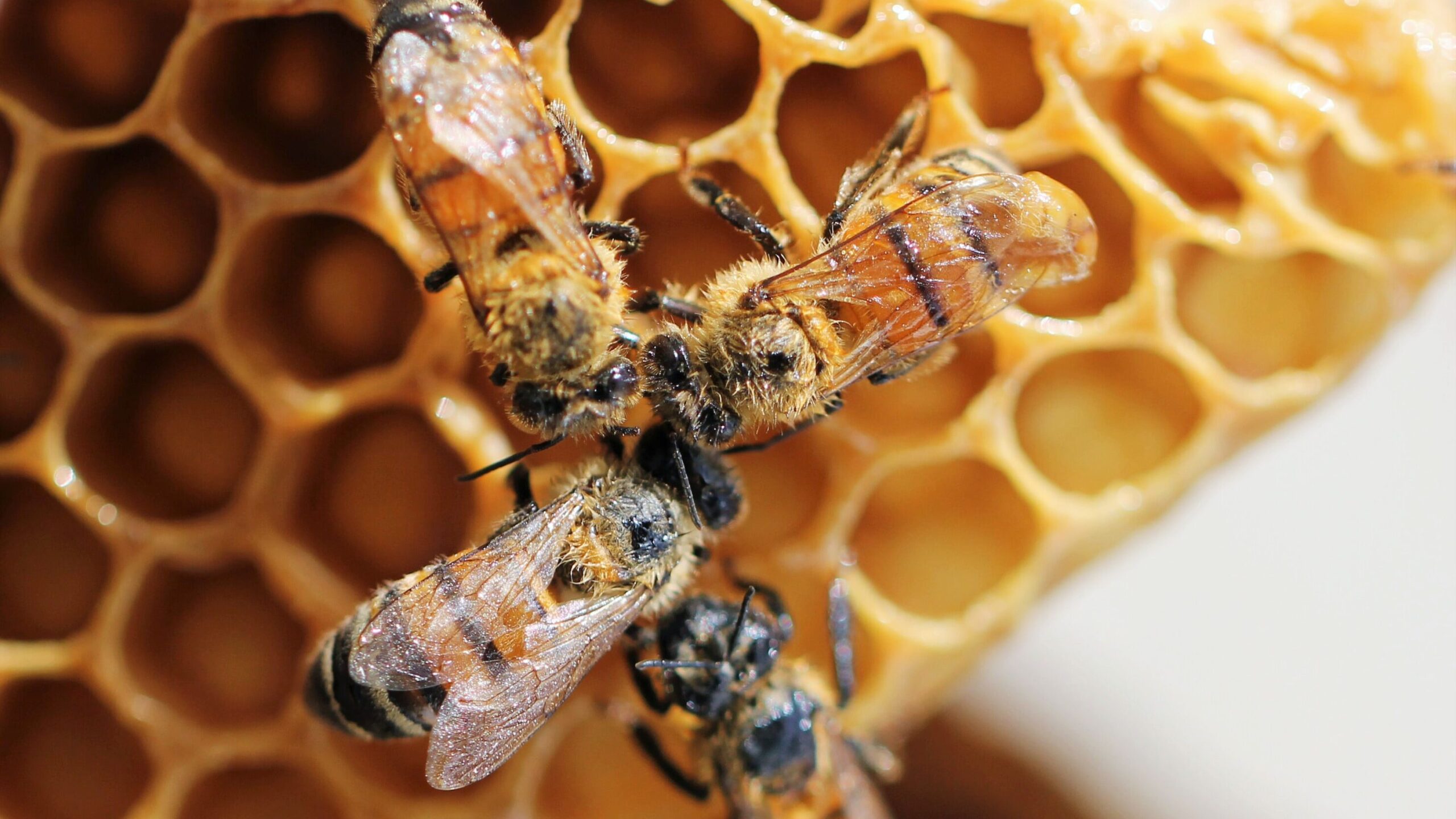 Donner du miel aux abeilles