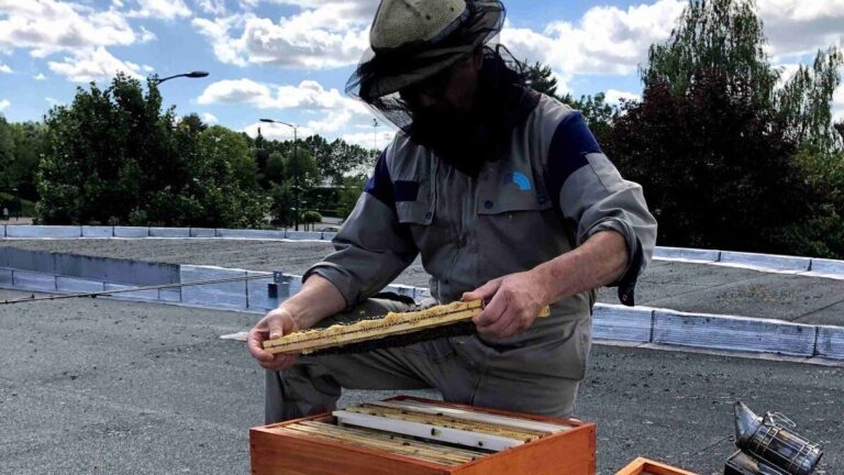 Biosurveillance environnementale : ce que les abeilles peuvent révéler sur votre site