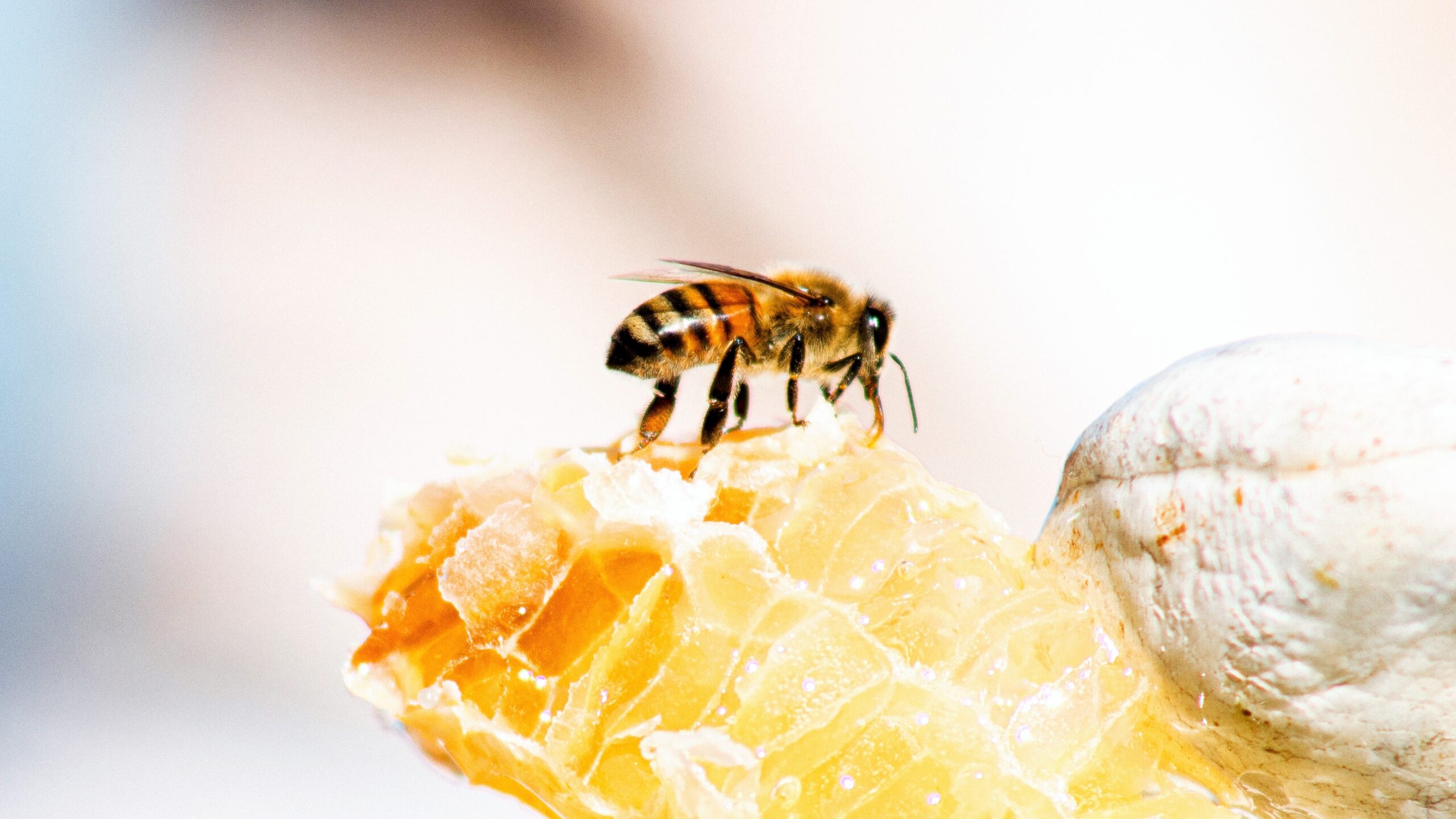 Nourrissement miel abeille