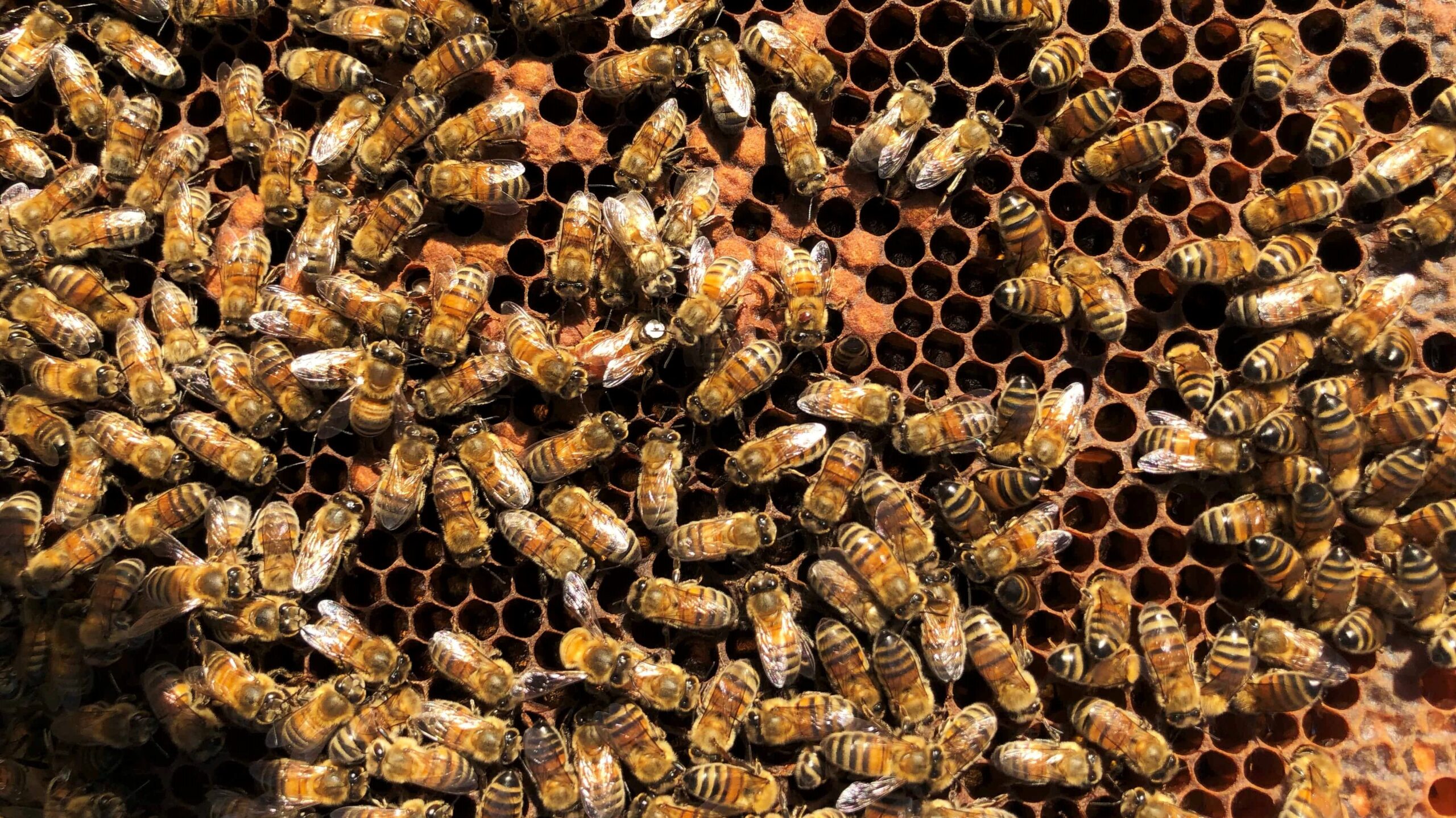 Nombre abeille ruche