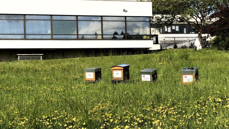 Biodiversité en entreprise : pourquoi et comment engager ses collaborateurs ?
